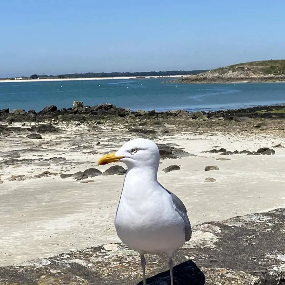 Ty Marie Galante, 2 Chambres, Plage Et Commerces A Pied, Parking キブロン